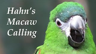 Hahns Macaw Call [upl. by Notnerb76]