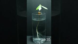 Acorn Growing in Water Time Lapse  70 Days in 54 Seconds [upl. by Chuipek]