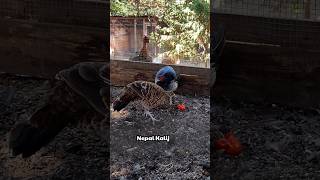 Does The Nepal Kalij Pheasant Like Tomatoes🤔 birdtrend nepalkalij exoticpheasants ytshorts eat [upl. by Kabab]