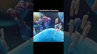 antibodies immunity immunology shortsfeed [upl. by Eidissac786]