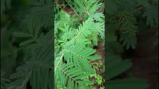 Prosopis cineraria Fabaceae family nature trending flora forest forests [upl. by Azile]