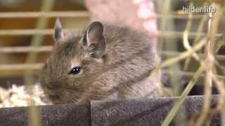 ZOO TV  Zoo Talk Rennmaus amp Degu [upl. by Enyehc]