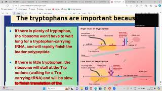 Mastering the Operon Model Part 2  Detailed Explanation operonmodel [upl. by Harlie156]