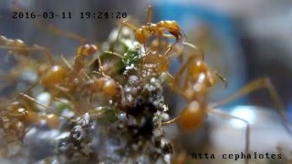 Atta cephalotes [upl. by Keen400]