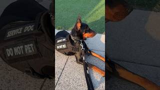 🚨DO NOT PET  DOBERMAN IN TRAINING 🐾👀 doberman protectiontraining Personalsecurity [upl. by Enovaj]