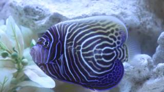 Emperor Angelfish  Juvenile to Adult Transition Phase [upl. by Janetta]