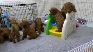 Labradoodle puppies playing [upl. by Asteria]