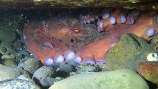 Giant Pacific Octopus Porteau Cove Dive [upl. by Dine]