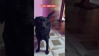 Cute labradorshort dog barkinglabrador laikaoriginal voice of labrador dog [upl. by Nannerb843]