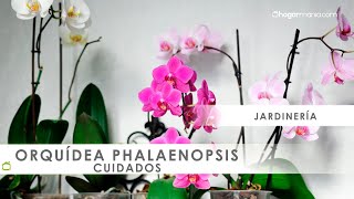 Cuidados de las ORQUÍDEAS phalaenopsis 🌸​ con Jardinatis 🌸​ [upl. by Ainsley]