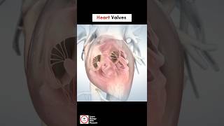 Heart Valves  Cardiology  LearnWithMusawir [upl. by Niabi]