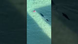 Monk Seal Protects Pup from Swimmersealnature sea [upl. by Kowtko90]