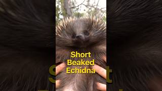 Echidnas have the OG frosted tips echidna [upl. by Huei]