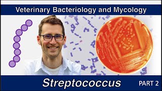 Streptococcus Part 2  Veterinary Bacteriology and Mycology [upl. by Gregoor21]