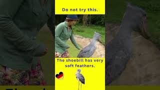 Wie begrüßt man einen Schuhschnabel Meeting a shoebill 🙋🐦 Deutsch lernen learning german [upl. by Anaizit]