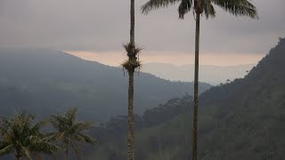 Study Vibes in the Cocora Valley 📚 Coffee Region Serenity with Peaceful Music ☕️ FocusRelax 🌴 [upl. by Evol]