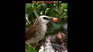 Worlds Stupid Bird  Cockoo parasite Bird [upl. by Tatianna]