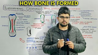 Bone Formation Endochondral Bone Ossification Part 2 [upl. by Teirrah223]