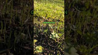 Grass Seed Germination on Renovation Lawn [upl. by Sirama]