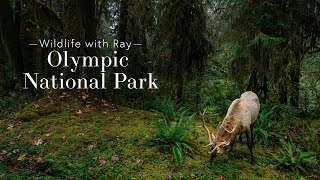 Wildlife with Ray  Olympic National Park [upl. by Benni]