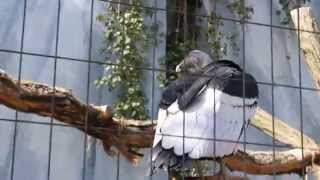 Andescondors in ZOO Antwerpen  Andean Condor ZOO Antwerp [upl. by Curtice307]