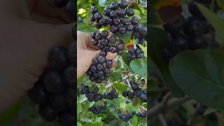 Healthy Chokeberry Healthy chokeberries Aronia wild sour antioxidants horticulture viral fb [upl. by Nuj90]