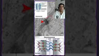 🔬 Desmosomas Uniones intercelulares tejidos animales🔬 [upl. by Odlamur]
