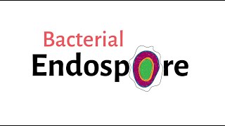 Structure of Bacteria  Part 9  Endospore [upl. by Seed]