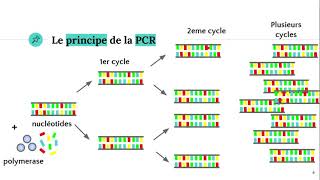 La technique PCR Polymerase Chain Reaction ðŸ§ª [upl. by Elyac]