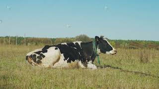 Farm cow lying in field digesting food Cow in the fall resting lying on the grass enjoying the [upl. by Callahan894]