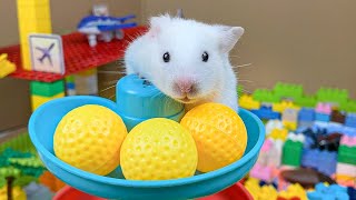 Hamster Escapes Room Maze OBSTACLE COURSE Prison Maze 10 [upl. by Lorola963]