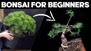 How to Make a Pine Bonsai for Beginners🌲EASY [upl. by Jeffry933]