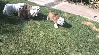 English Bulldog Puppies with Dad 8 weeks old [upl. by Montfort]