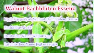 Walnut Bachblüten Essenz [upl. by Jonina]