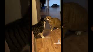 Cute Kittens TikTok  Cute [upl. by Ereveneug]