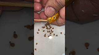 Yellow cichlid fish giving birth to 27 baby fish fish 물고기 fishing [upl. by Anaer]