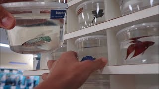 BETTA FISH SHOPPING EXOTIC FISH FEEDING [upl. by Amoeji239]