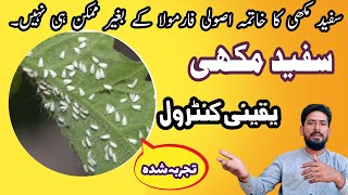 Whitefly insect control  whiteflies control  how to control whitefly in cotton [upl. by Imelda681]