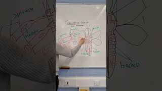 Insect gas exchange explained alevelbiology [upl. by Nyroc]