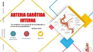 Anatomía  Arteria Carótida Interna Origen Trayecto Porciones Ramas [upl. by Attehcnoc108]