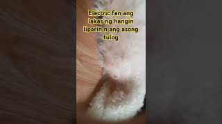 So lakas ng hangin muntik na liparin ang aso shortvideo hanging hurricane [upl. by Nibas]