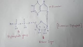 NUCLEOTIDES  CLASSIFICATION  STRUCTURES  BIOTECHNOLOGY  BY PHANINDRA GUPTHA [upl. by Giarla]