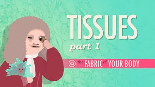 Tissues Part 1 Crash Course Anatomy amp Physiology 2 [upl. by Bilicki360]