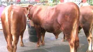 Vacas y toros del país Feria de Ganado San Mateo 2013 [upl. by Ahset]