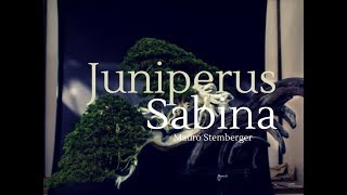 JUNIPERUS SABINA [upl. by Ahsimek]