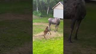 Baby Moose Gets Bossy Around Sprinkler  ViralHog [upl. by Aicssej]