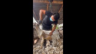 Sheep Shearing🐏Workers process of trimming the sheeps woolcleanning the sheep Short p93 [upl. by Scever]