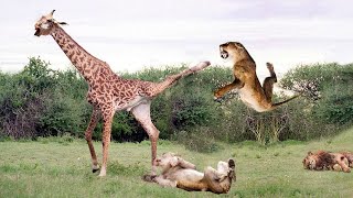 Great Battle Giraffe Throws Powerful Kicks At Lions Herd In Dramatic Escape Wild Animals Attack [upl. by Michigan]