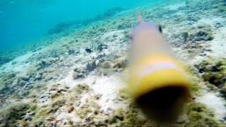 TRIGGERFISH ATTACKING GOPRO GUAM [upl. by Osyth]