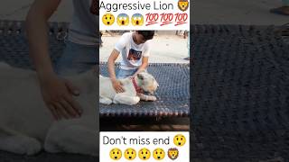 Aggressive Lion 🦁😱 lion trending shorts viralvideo [upl. by Ahsilek469]